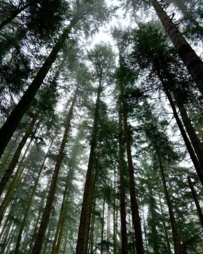 Foggy winter trees at Price Sculpture Forest 2 - photo by Ren Matenot