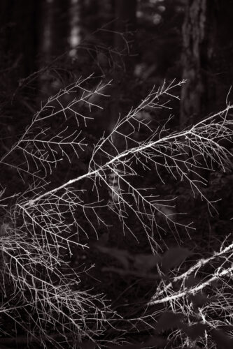 Bare branches lit at Price Sculpture Forest - photo by Allison Daniell