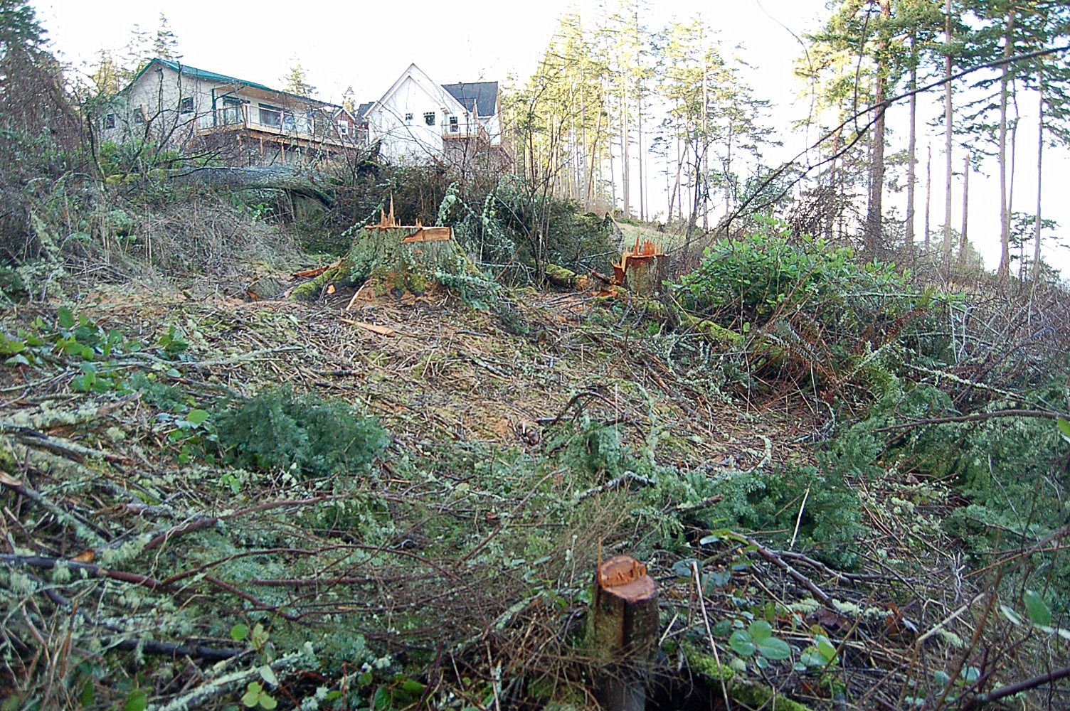 2008-01-13 Coupeville Parker Road Indian Hill Road illegal tree clear cut
