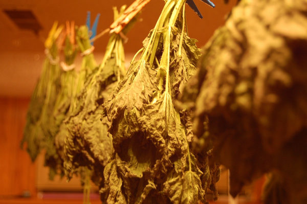 2008-03-23 Nettles hanging to dry in basement