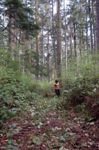 Clearing path along old logging road into property