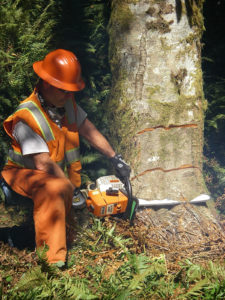Game Of Logging Oakville Washington proper cuts for tree felling