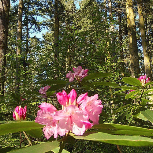 Rhododendrons at Price Sculpture Forest in Coupeville
