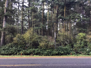 2019-10-08 Orange driveway entrance marker stakes at Price Sculpture Forest in Coupeville