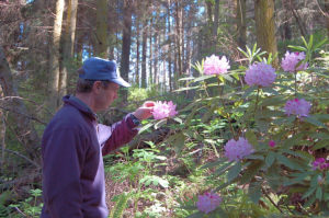 Rhododendron bushes with flowers in Price Sculpture Forest park in Coupeville on Whidbey Island