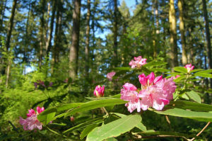 Rhododendron flowers among Douglas fir trees in Price Sculpture Forest park in Coupeville on Whidbey Island