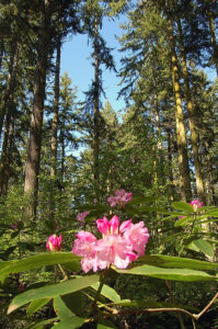 Rhododendrons and trees in Price Sculpture Forest park in Coupeville on Whidbey Island