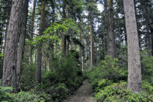 Trail into park at Price Sculpture Forest in Coupeville on Whidbey Island