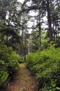 Trail through tall trees and bushes at Price Sculpture Forest park in Coupeville on Whidbey Island