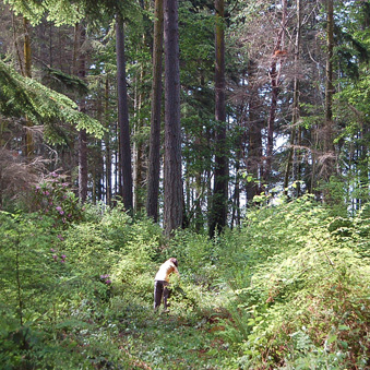 Clearing path at Price Sculpture Forest park in Coupeville Whidbey Island