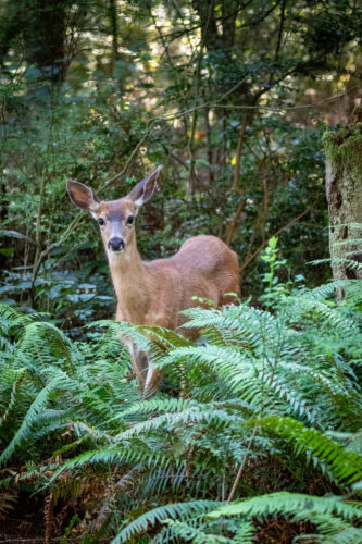 Deer at Price Sculpture Forest park by Gary Lemmon