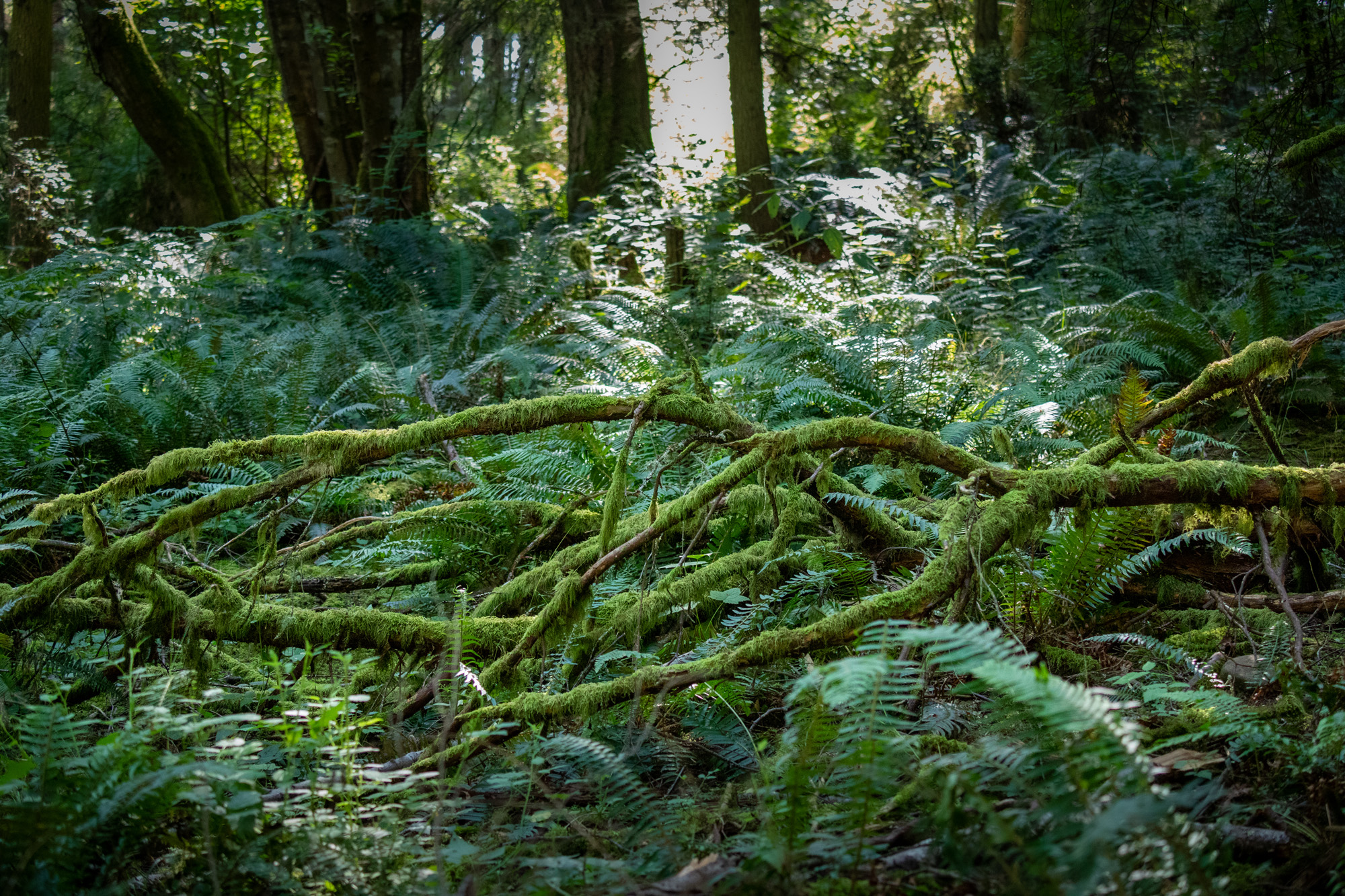 Moss covered tree and ferns at Price Sculpture Forest by Gary Lemmon