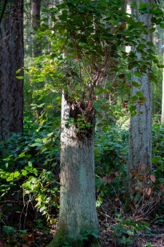 Snag with new growth salal at Price Sculpture Forest park by Gary Lemmon