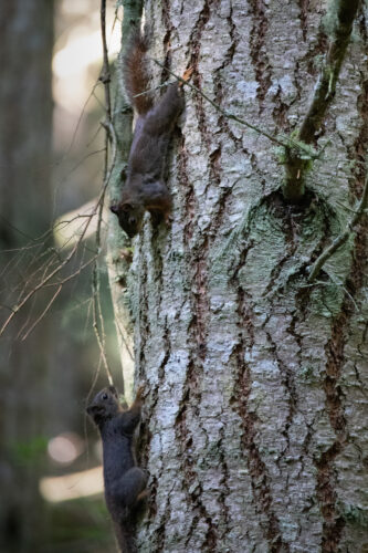 Squirrels at Price Sculpture Forest park by Gary Lemmon