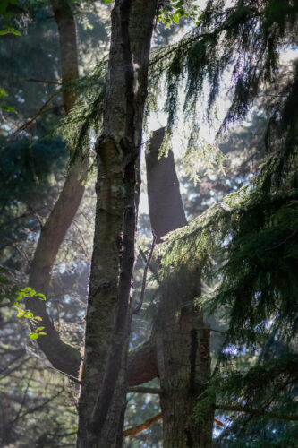 Trees and sunlight at Price Sculpture Forest by Gary Lemmon