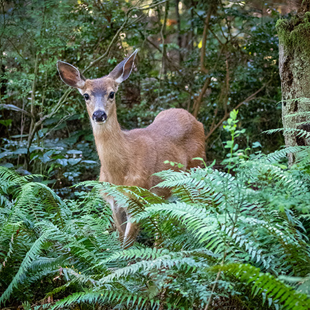 Deer at Price Sculpture Forest sculpture park garden photo by Gary Lemmon