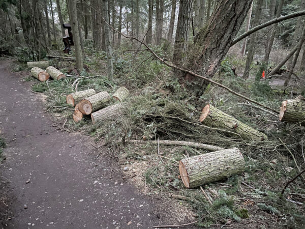 Logs cut from fallen tree on Whimsy Way at Price Sculpture Forest