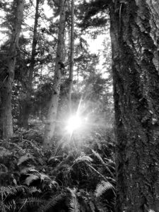 Sunlight through trees at Price Sculpture Forest - by Christina Whiting