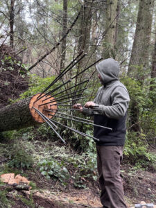 Anthony Heinz May inserting rebar into west tree trunk at Price Sculpture Forest in Coupeville Whidbey Island