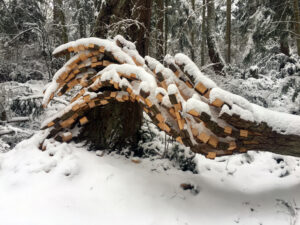 Anthony Heinz May Nature's Keystone snow Price Sculpture Forest park garden Coupeville Whidbey Island