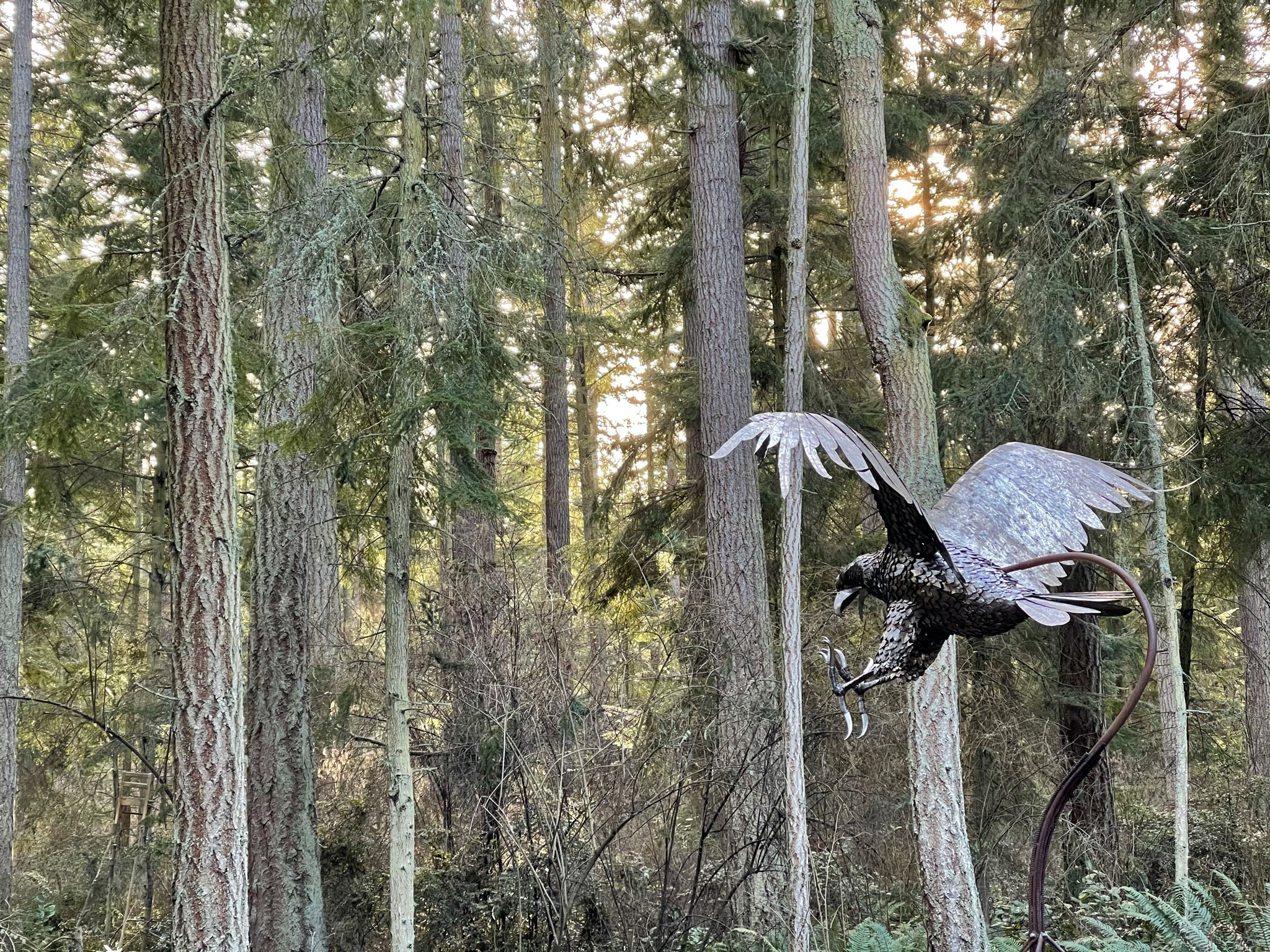 Greg Neal Attacking Eagle at Price Sculpture Forest park garden in Coupeville on Whidbey Island