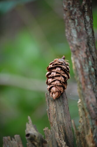 Douglas fir tree cone at Price Sculpture Forest park garden in Coupeville on Whidbey Island - photo by Taya Gray of Anacortes WA Instagram roots.reiki