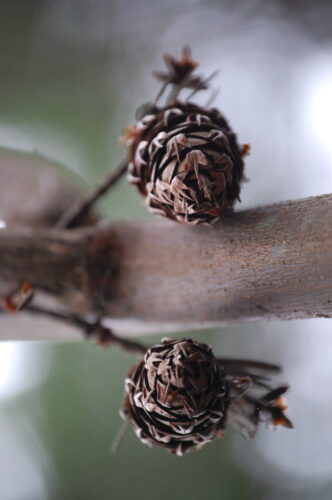 Two Douglas fir tree cones at Price Sculpture Forest park garden in Coupeville on Whidbey Island - photo by Taya Gray of Anacortes WA Instagram roots.reiki