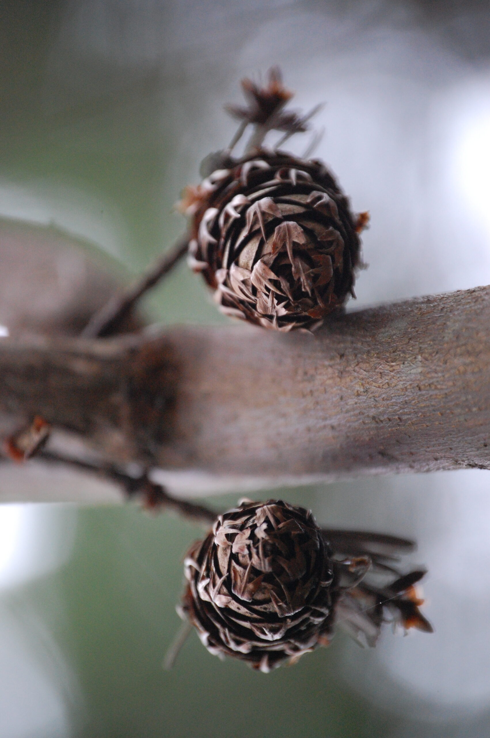 Two Douglas fir cones (photo by Taya Gray)