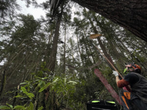 Arborist Jesse Brighten slingshots line up into tree canopy for Pat McVay Icarus Was Here phase 3 at Price Sculpture Forest