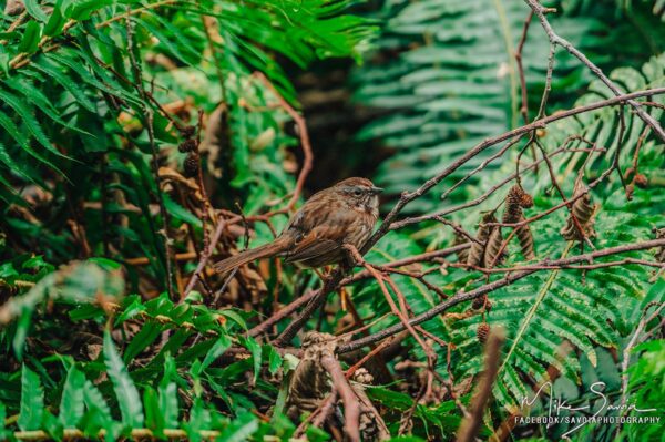 Song Sparrow at Price Sculpture Forest photo by Mike Savoia Facebook SavoiaPhotography
