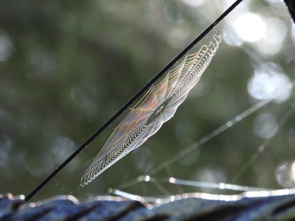 Spider web with dew at Price Sculpture Forest park garden in Coupeville on Whidbey Island - photo Bonnie Rae Instagram insearchofthevery