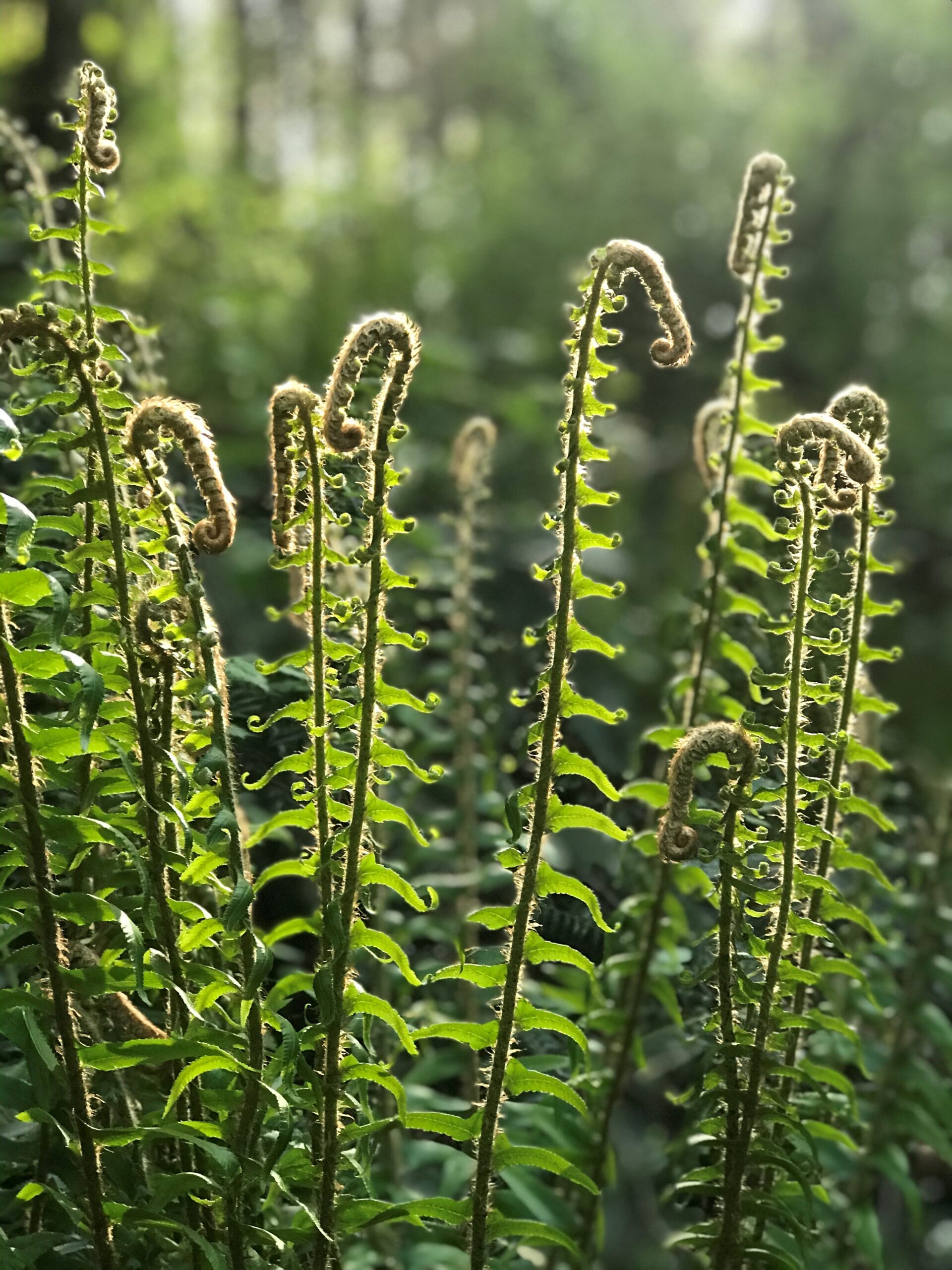 Sword fern fiddleheads growing (photo by Christina Whiting)