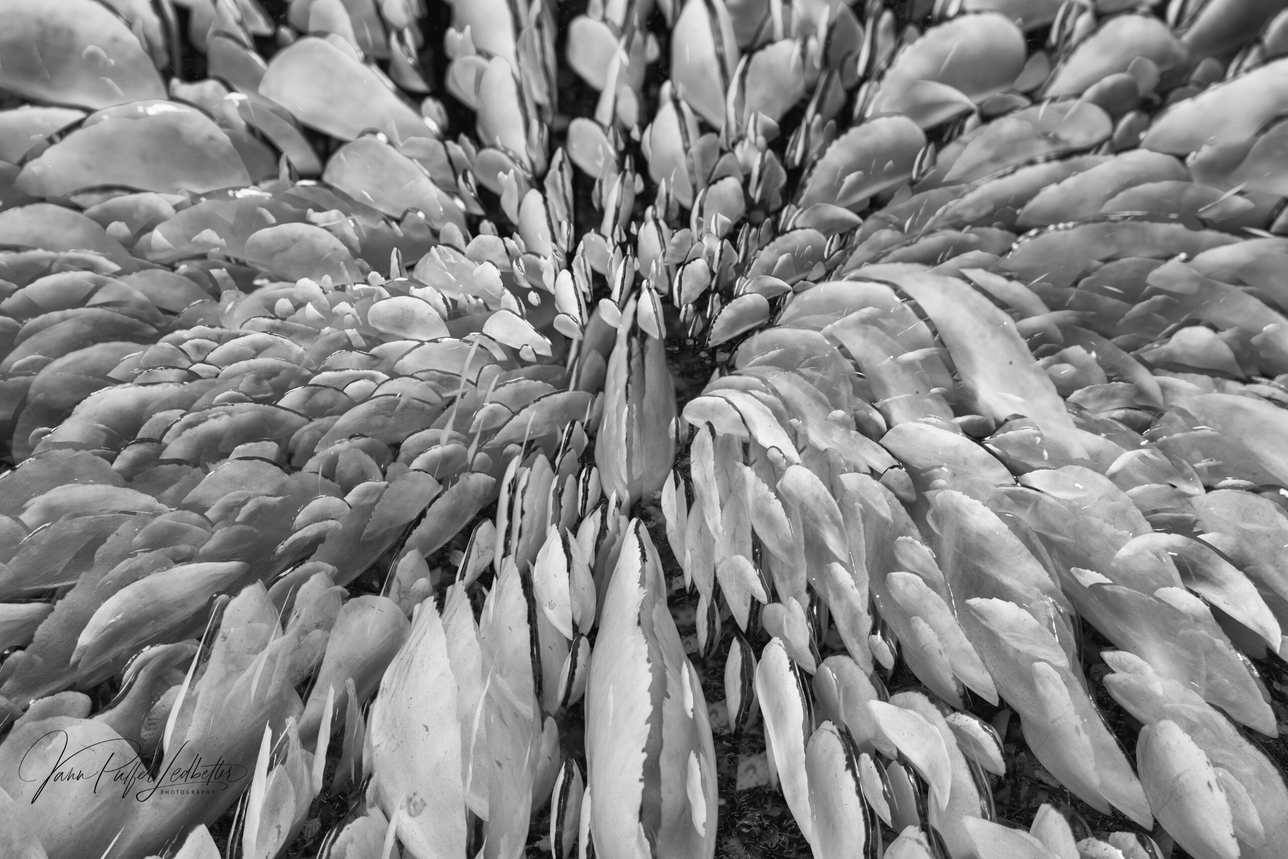 Lichen Series Spore Patterns by Jenni Ward - 4 exposures photo by Jann Ledbetter of Coupeville WA