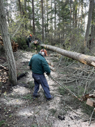 Volunteers Michael and Ken clearing Whimsy Way trail of fallen trees at Price Sculpture Forest