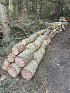Stacked logs after clearing Whimsy Way trail of fallen trees by volunteers at Price Sculpture Forest