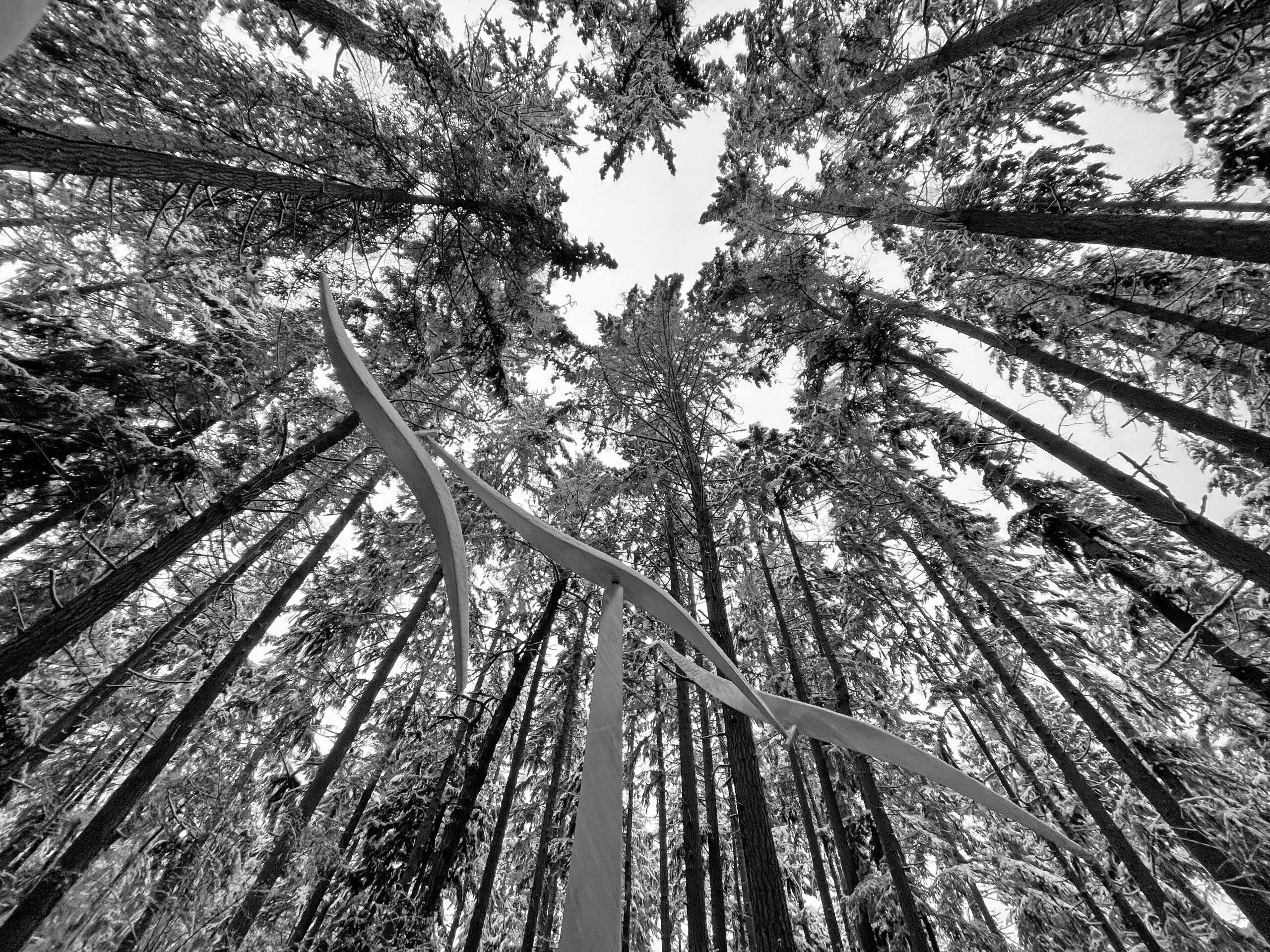 Wind Shear by Jeff Kahn looking up into snow covered trees at Price Sculpture Forest