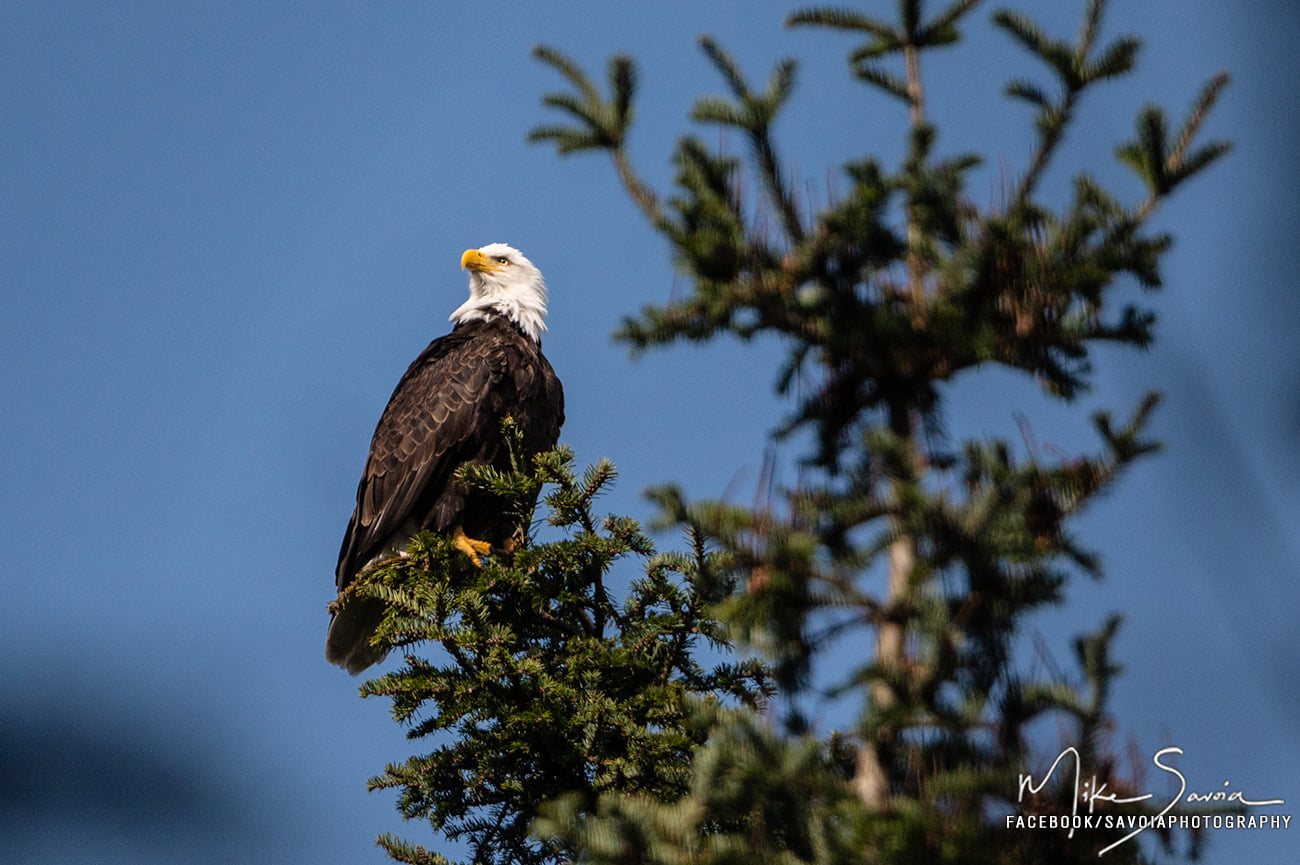 Eagle in the Forest (photo by Mike Savoia)