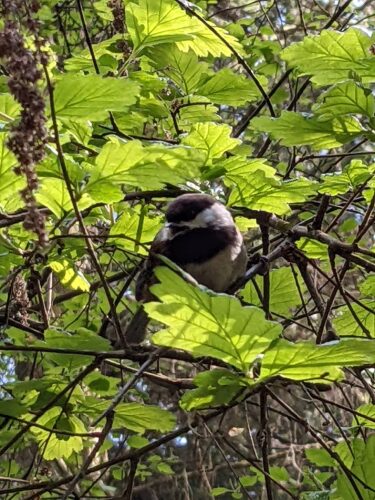 Chickadee bird in bush leaves at Price Sculpture Forest - photo by Cate Ruskin Instagram cate_ruskin