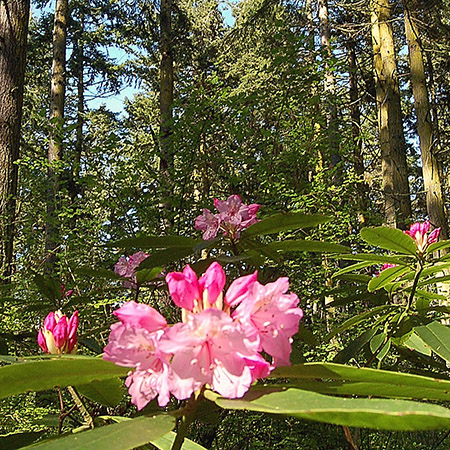 Price Sculpture Forest rhododendron flowers