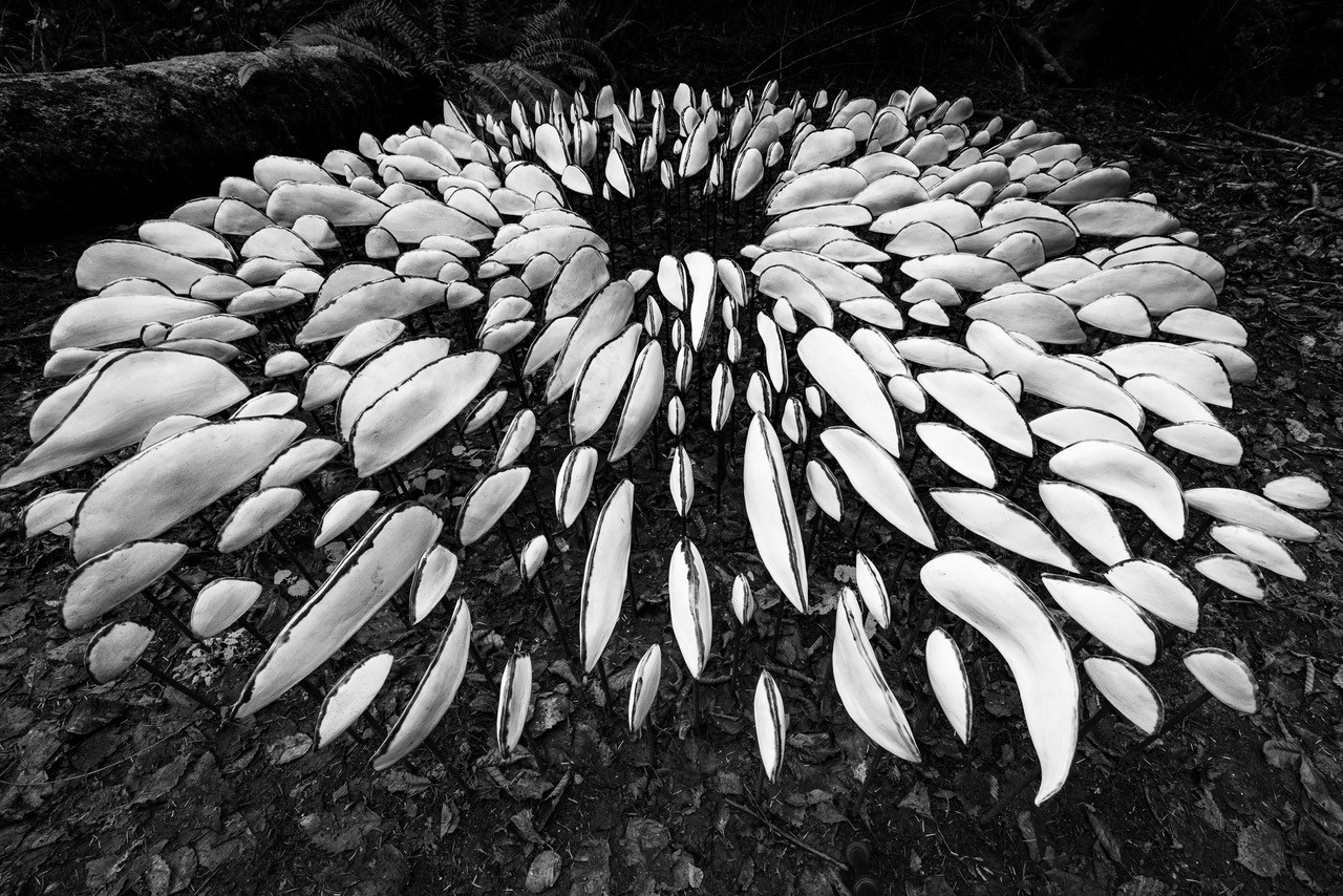 Jann Ledbetter photo of Lichen Series Spore Patterns by Jenni Ward at Price Sculpture Forest