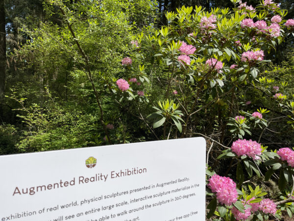Rhododendron blooming by Augmented Reality exhibition sign at Price Sculpture Forest