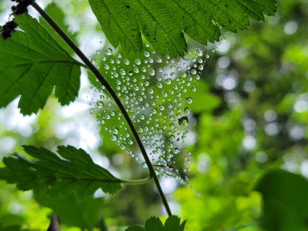 Spider web covered in rain droplets at Price Sculpture Forest - photo by Jennifer Craig