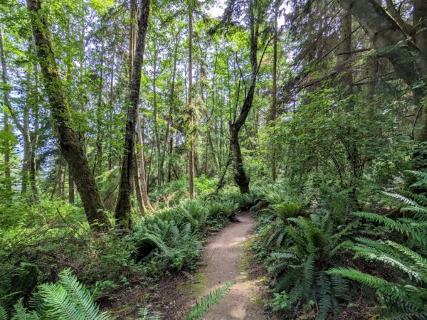 Walking trails at Price Sculpture Forest - photo by Robert Richardson