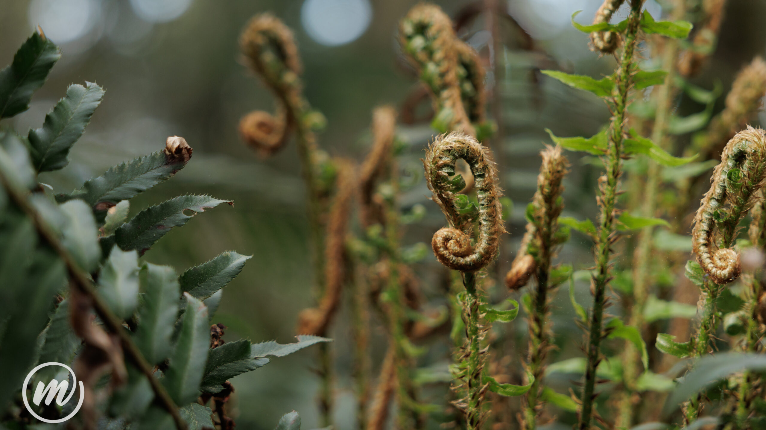 Fern fiddleheads at Price Sculpture Forest - photo by Marie Wilson
