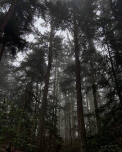 Foggy winter trees at Price Sculpture Forest - photo by Ren Matenot