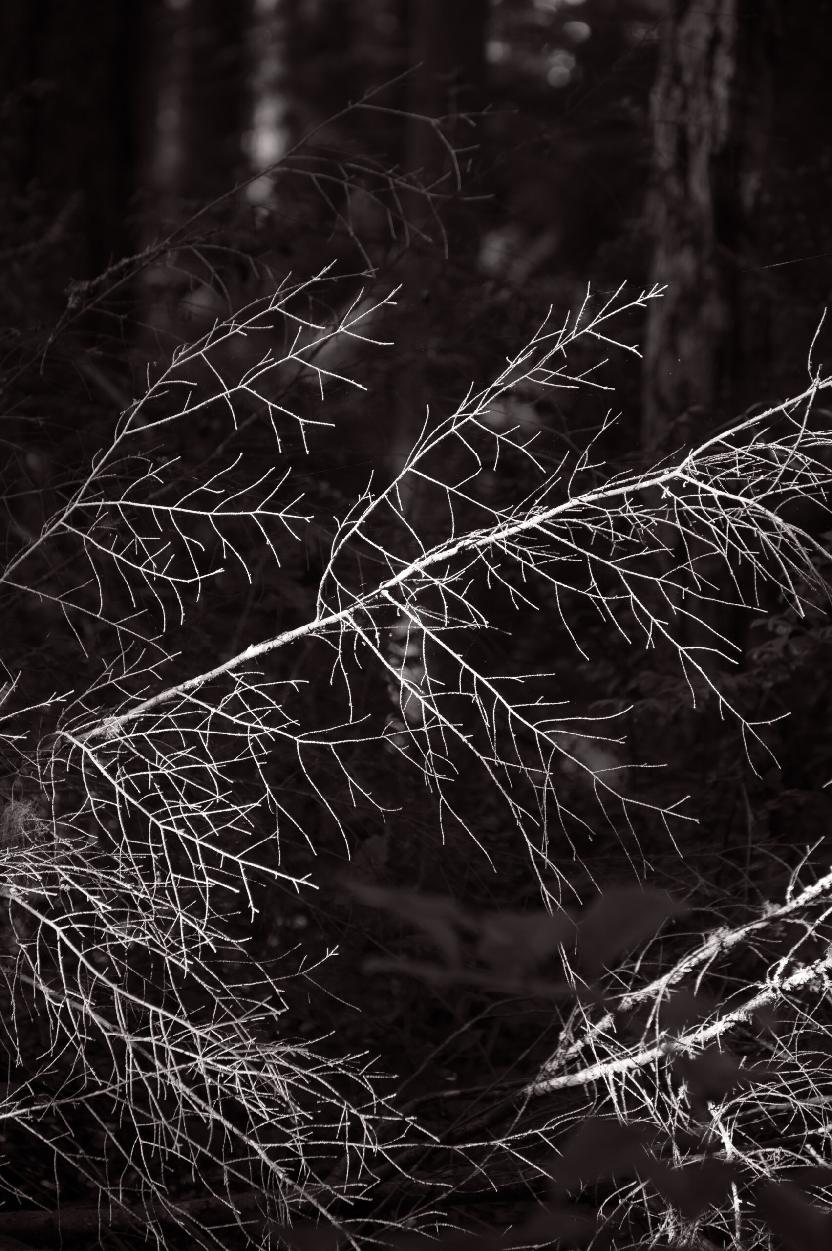 Bare branches lit at Price Sculpture Forest - photo by Allison Daniell