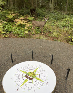 Deer at Price Sculpture Forest Augmented Reality exhibit
